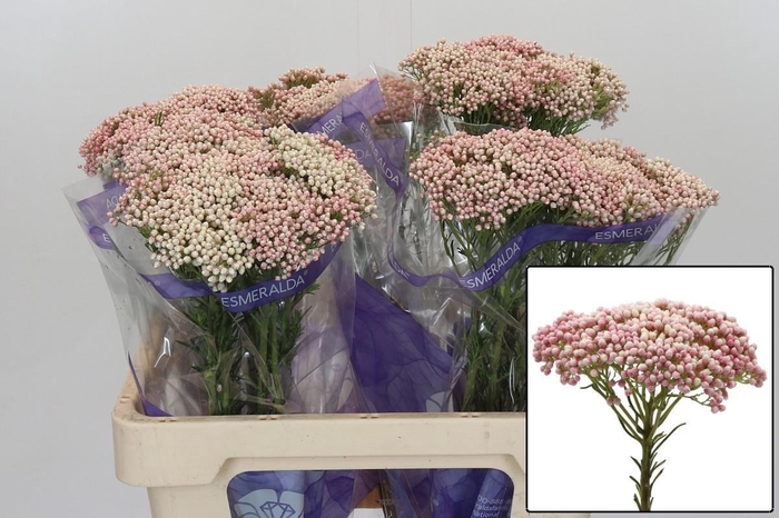 <h4>OZOTH COOKS TALL PIN</h4>