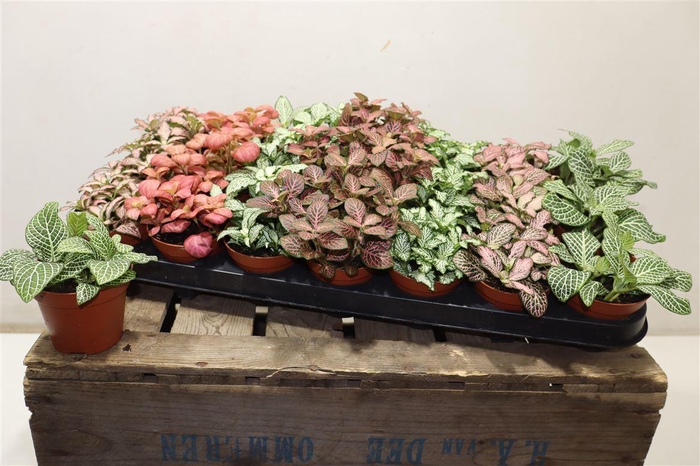 <h4>arr8 Fitt Gem 7 Kl</h4>