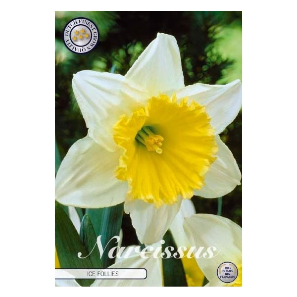 <h4>Narcissus Large Cupped Ice Follies x5 14/16</h4>