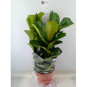 Ficus lyrata 'Bambino'
