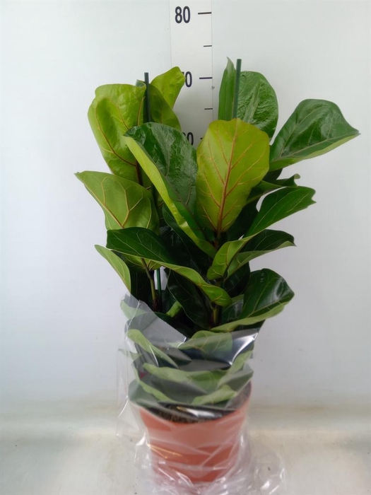 <h4>Ficus lyrata 'Bambino'</h4>