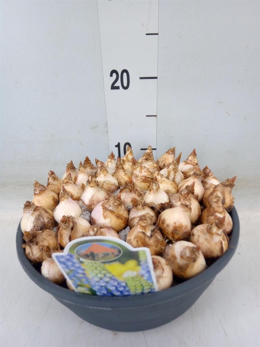 <h4>Muscari  'Emmy'</h4>