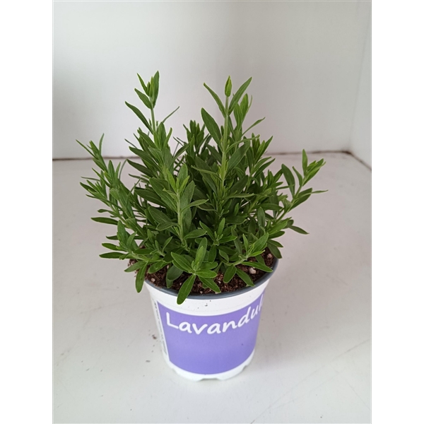 <h4>Lavendel early blauw</h4>