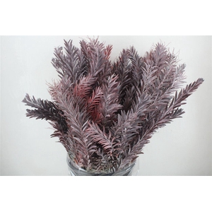 Mimosa Luna D'argento Abs Red P Bunch