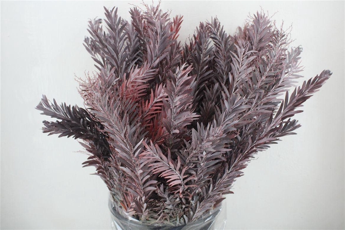 <h4>Mimosa Luna D'argento Abs Red P Bunch</h4>