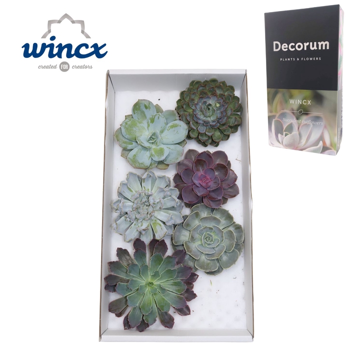 <h4>Echeveria Mix (wincx) Cutfl (6spc.) Wincx-14cm</h4>