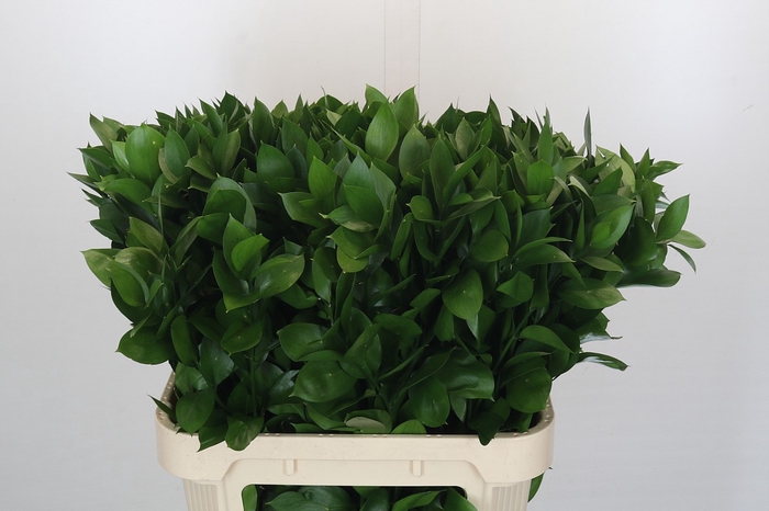 <h4>Ruscus Israel</h4>