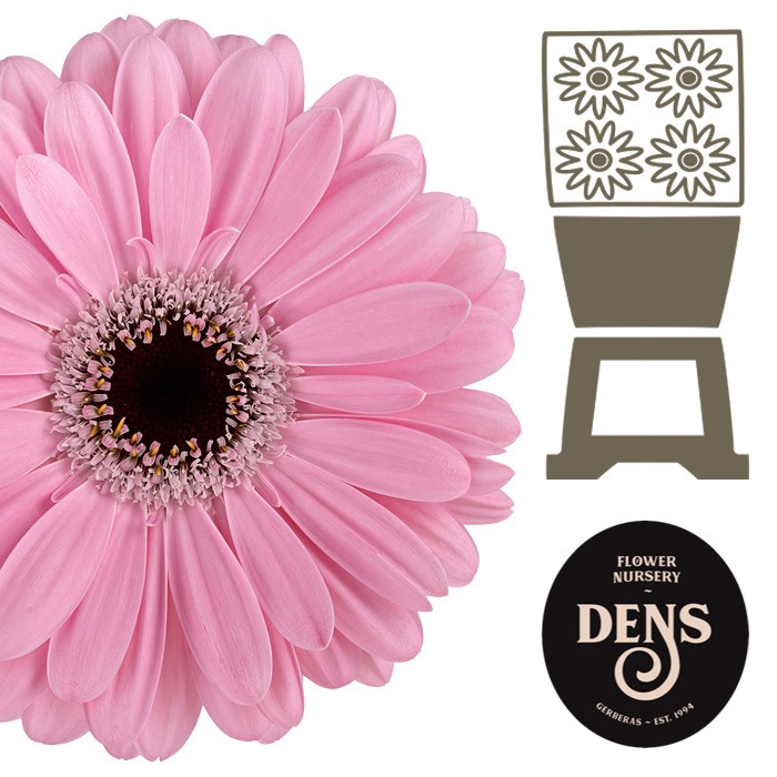 <h4>Gerbera Alison Diamond</h4>