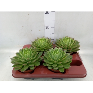 Echeveria agavoides