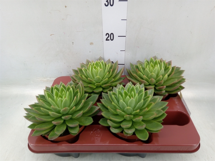 <h4>Echeveria agavoides</h4>