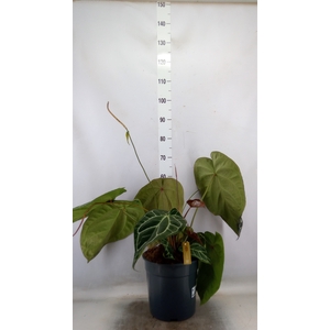 Anthurium cryst. 'Karma Crystal'