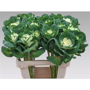 Brassica White Crane