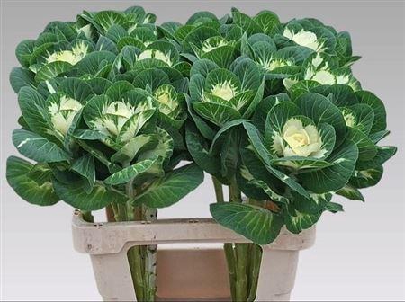 <h4>Brassica White Crane</h4>