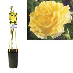 Rosa 'Golden Climber' +light label