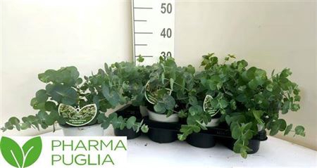 <h4>Eucal Cinerea</h4>