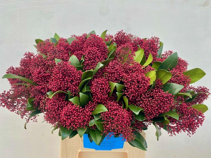 <h4>SKIMMIA JAP. 'RUBELLA'</h4>