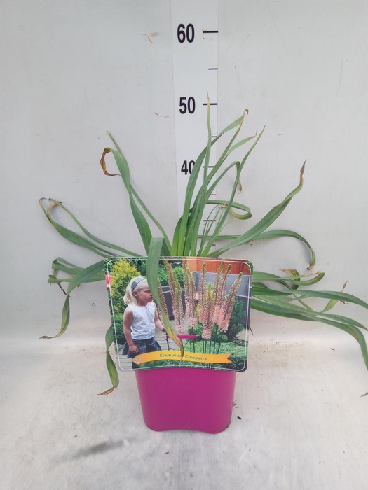 <h4>Eremurus   ...</h4>