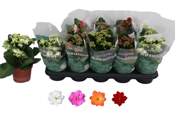 <h4>KAL GE RO GEM 4 KL</h4>