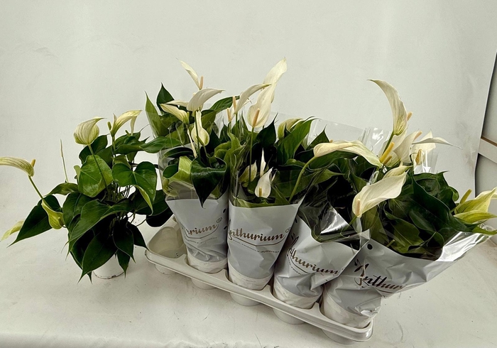 <h4>ANTHU AN OV</h4>