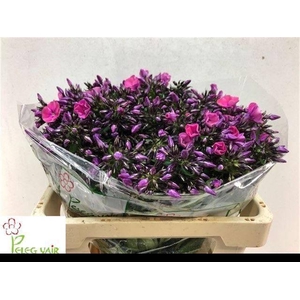 PHLOX P LOLLIPINK