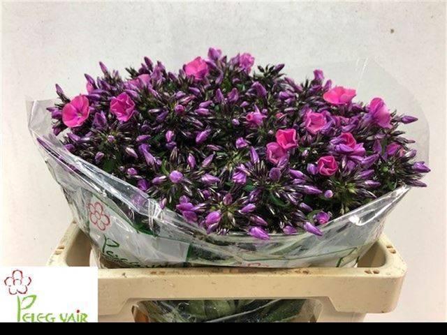 <h4>PHLOX P LOLLIPINK</h4>