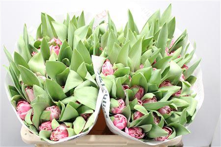 <h4>Tu Du Endless Love</h4>