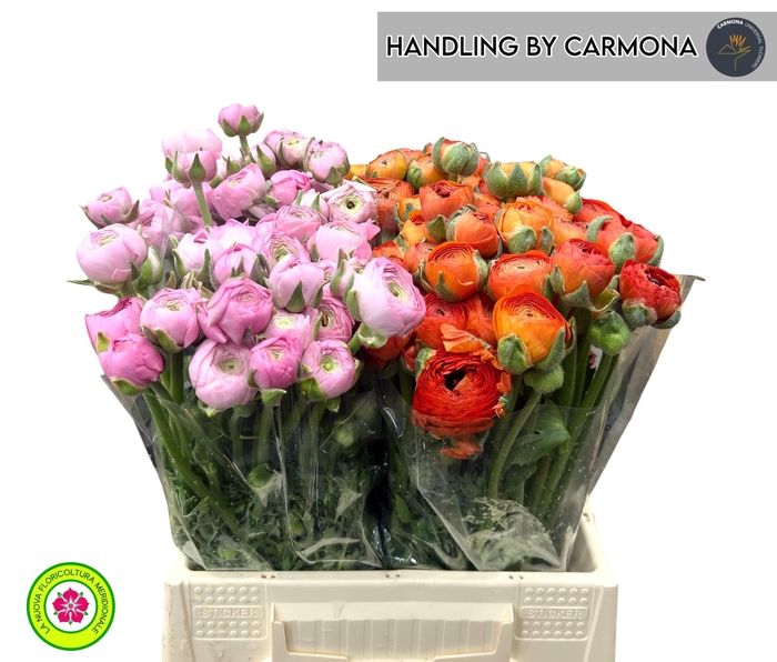 <h4>RANUNCULUS OV</h4>