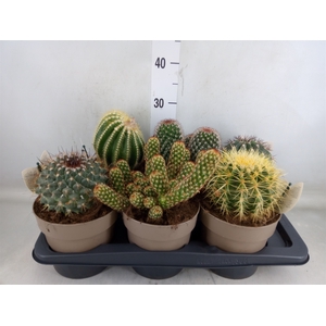 Cactus   ...mix