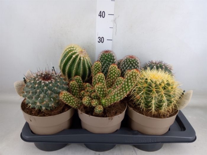 <h4>Cactus   ...mix</h4>