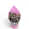 Kalanchoe Pink Butterfly (Decorum) Sierra Collection