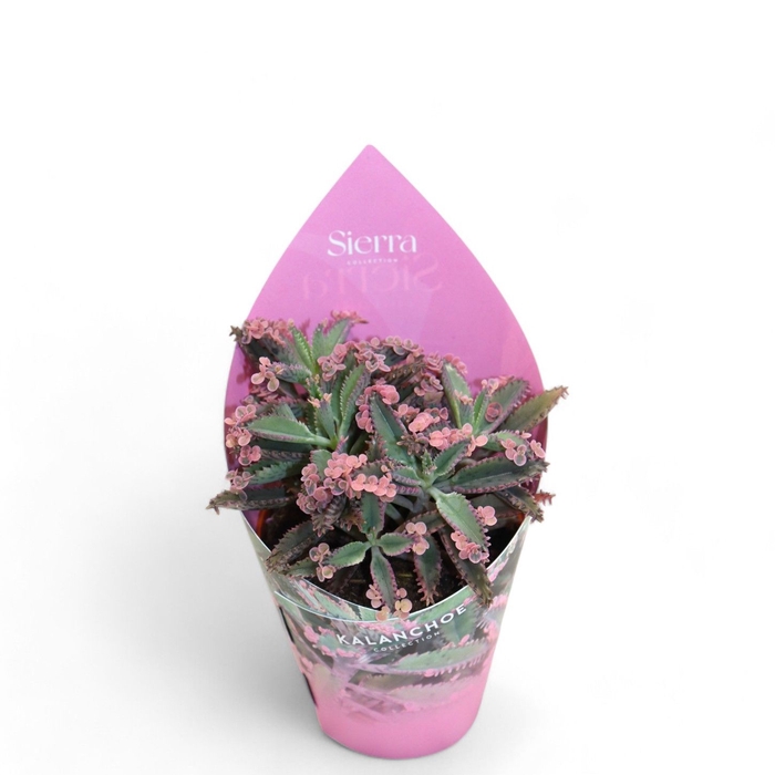Kalanchoe Pink Butterfly (Decorum) Sierra Collection