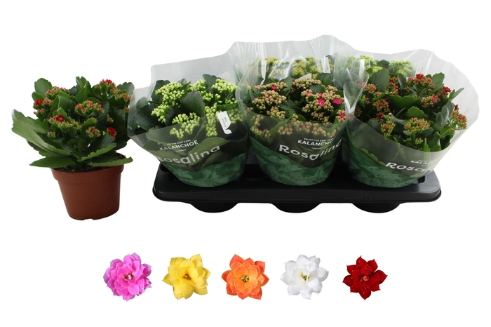 <h4>KAL GE RO GEM 5 KL</h4>