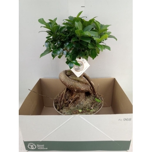 Ficus microcarpa 'Ginseng'