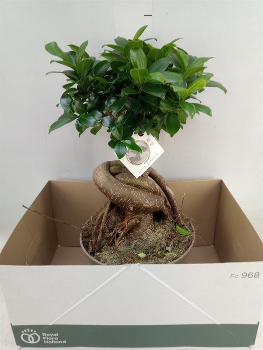 <h4>Ficus microcarpa 'Ginseng'</h4>