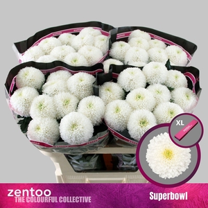 CHRYSANTHEMUM PL 'SUPERBOWL'