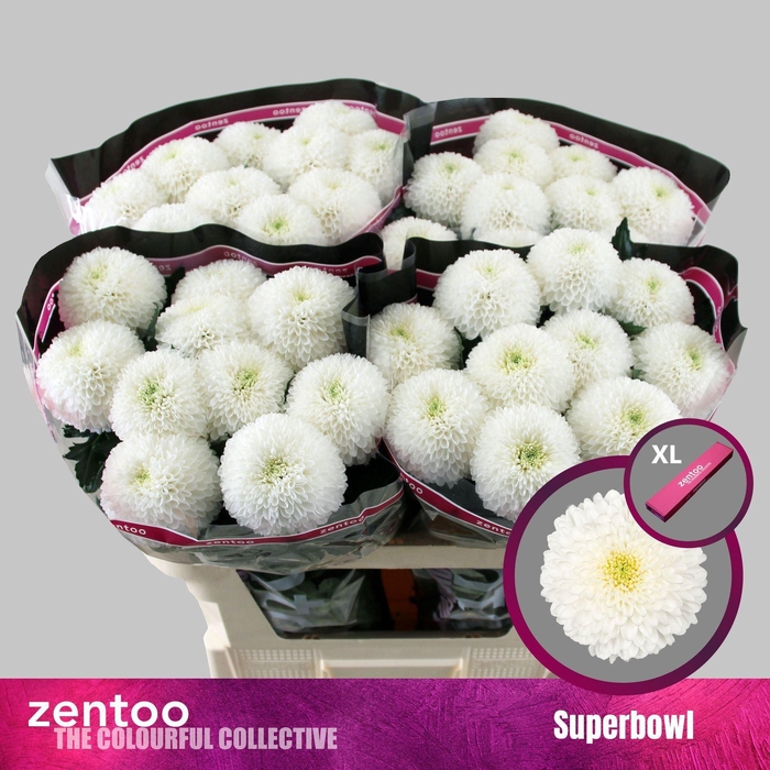 <h4>CHRYSANTHEMUM PL 'SUPERBOWL'</h4>