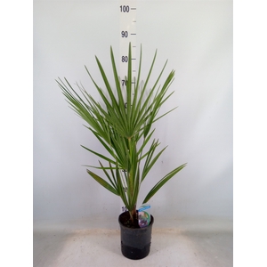 Chamaerops humilis