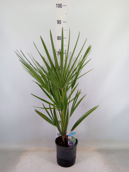 <h4>Chamaerops humilis</h4>