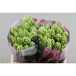 Hyac Top White (noort)