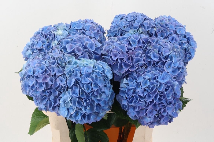 <h4>Hydr M My Riviera</h4>