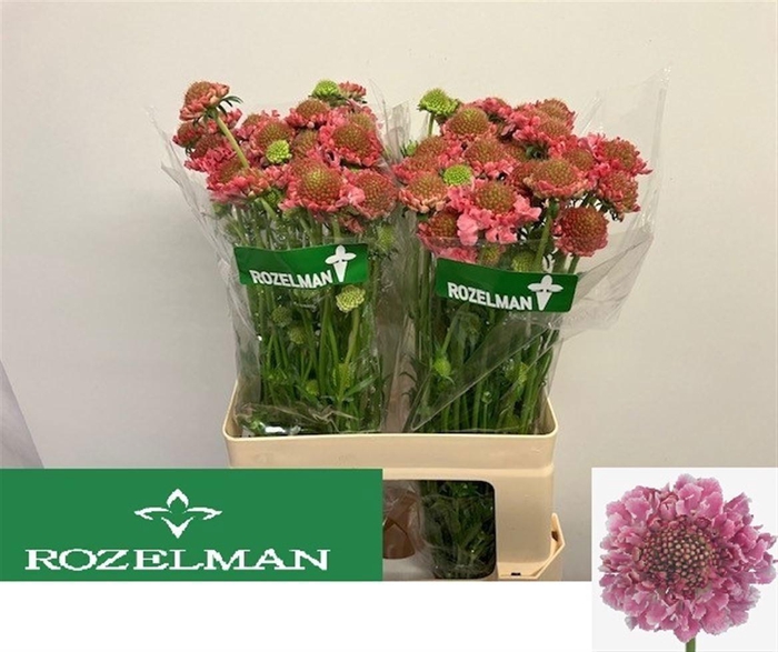 <h4>Scabiosa Candy Scoop</h4>