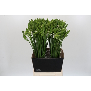 Ornithogalum Thyrsoides