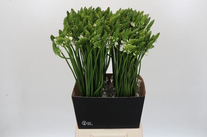 <h4>Ornithogalum Thyrsoides</h4>