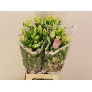 CAMP M CHAMPION PINK