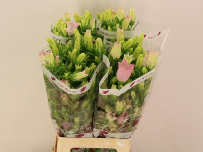 <h4>CAMP M CHAMPION PINK</h4>