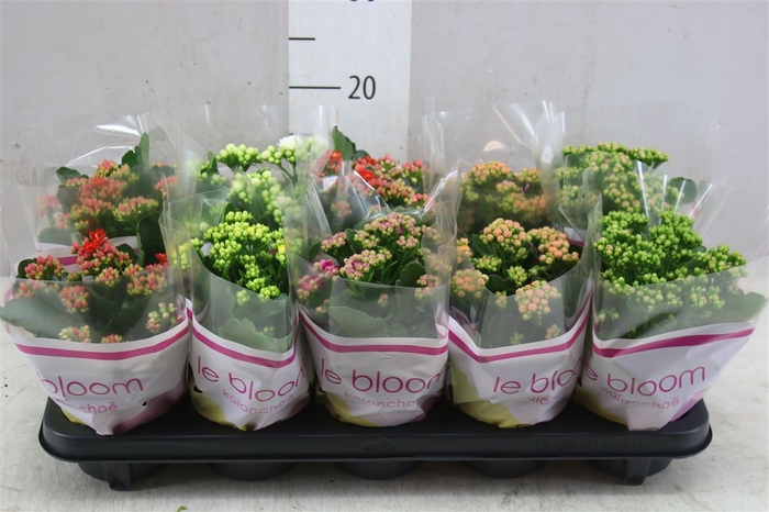 <h4>Kalanchoe Rosalina Mix</h4>