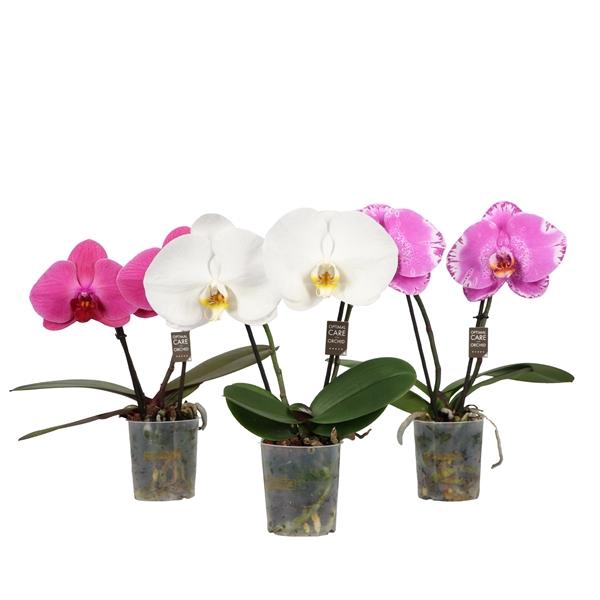 <h4>One P9 Mix 2 spike</h4>