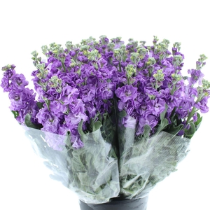 Matth Incana Iron Blue