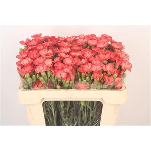 Di Symply Orange Fans