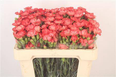 <h4>Di Symply Orange Fans</h4>